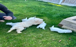 West Highland Terrier dogs for sale: West highland terrier puppies - Image 22