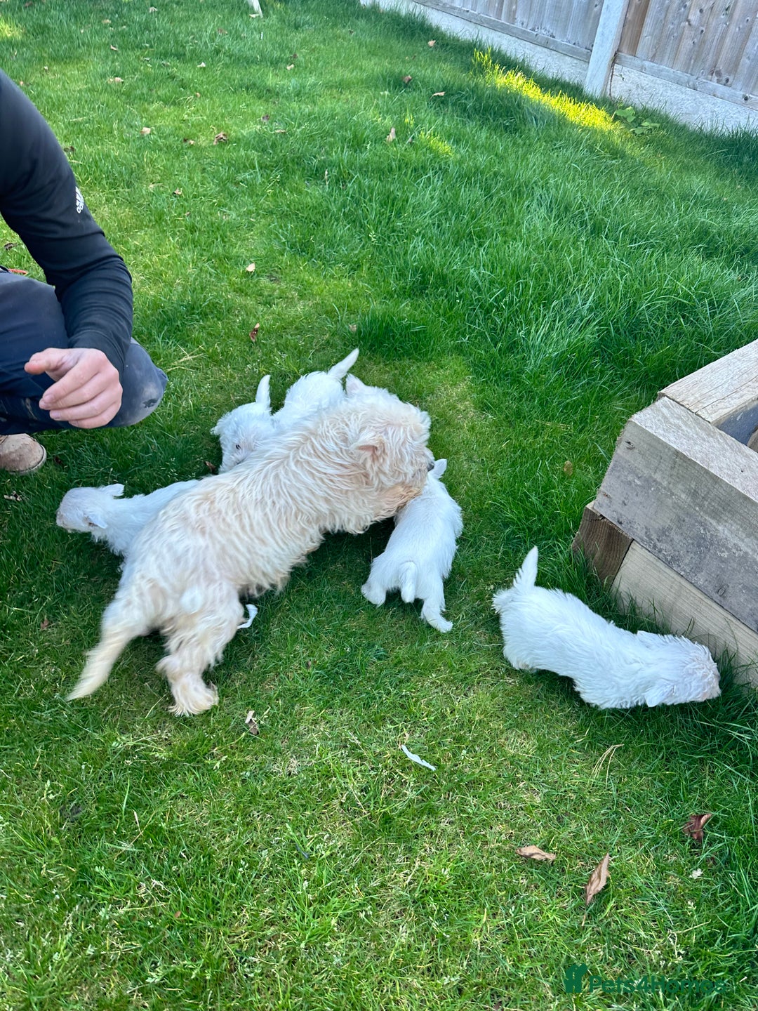 West Highland Terrier dogs for sale: West highland terrier puppies - Image 22