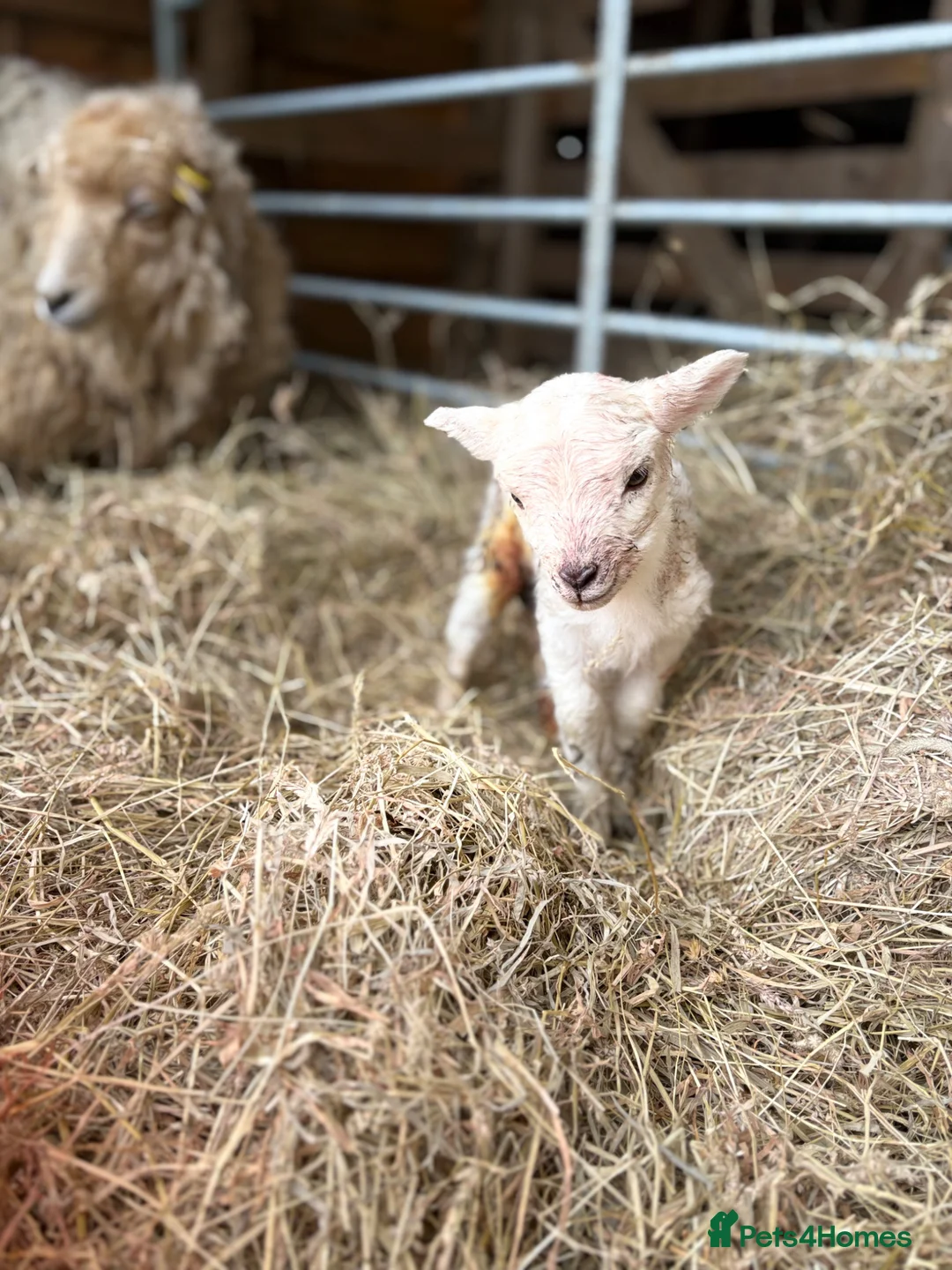 Sheep livestock for sale: Ewe and ewe lamb  - Advert 2