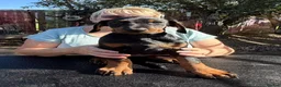 Dobermann dogs for sale: Stunning KC reg Doberman puppies  - Advert 11