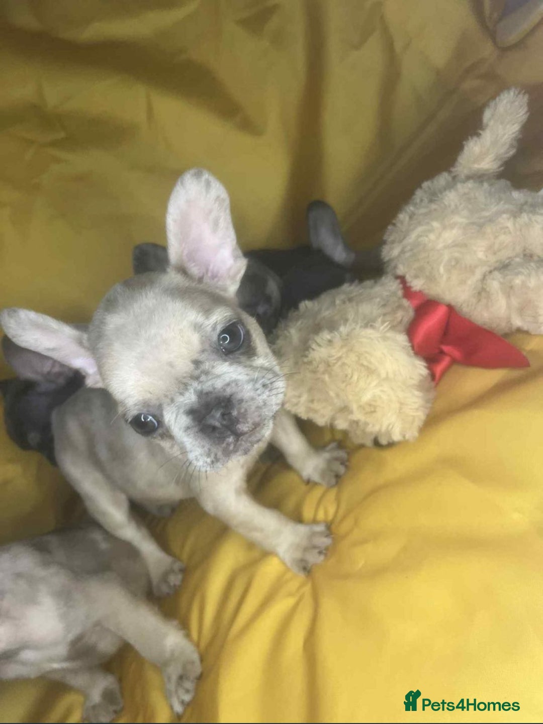 French Bulldog dogs for sale: 🐾 French Bulldog Puppies for Sale - Image 11