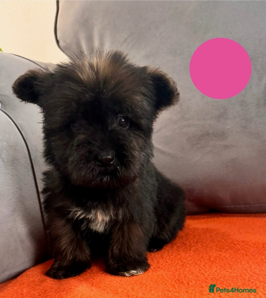 Mixed Breed dogs for sale: Beautiful F1 schnoodle puppy’s  - Image 7