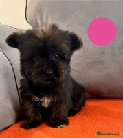 Mixed Breed dogs - Advert 5