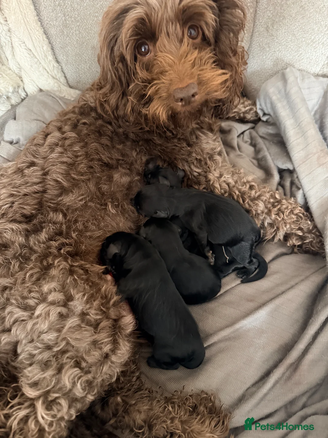 Cockapoo dogs for sale: 5 Beautiful Cockapoo’s - Advert 2