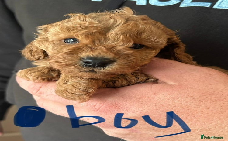 Toy Poodle dogs - Advert 2