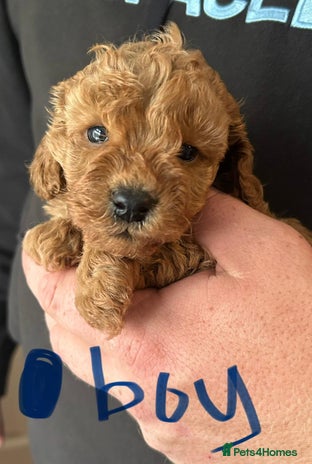 Toy Poodle dogs - Advert 1