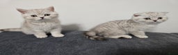 Scottish Fold cats for sale: 🐾Scottish Fold/Scottish Straight Kittens for Sale - Advert 2