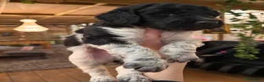 Bernedoodle 3 Black White 