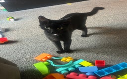 Mixed Breed cats for sale: 10 month old kittens  - Image 5