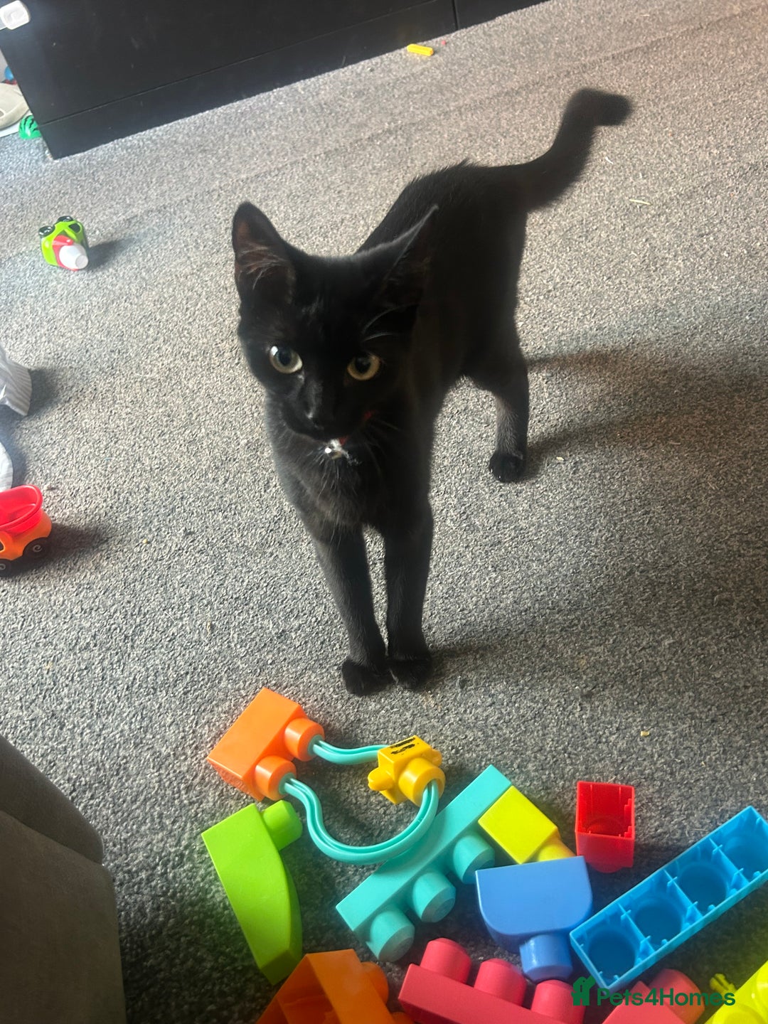 Mixed Breed cats for sale: 10 month old kittens  - Image 5