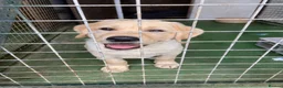 Labrador Retriever dogs for sale: Yellow Labrador Puppy Dog  - Advert 4