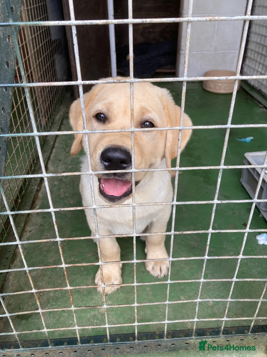 Labrador Retriever dogs for sale: Yellow Labrador Puppy Dog  - Advert 4