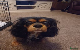 Cavalier King Charles Spaniel dogs for sale: Beautiful Cavellier Puppies Essex in Rayleigh - Image 7