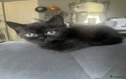 Persian cats for sale: Persians 🌸  - Image 6