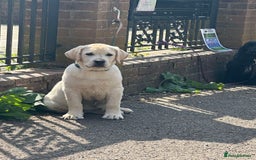 Labrador Retriever dogs for sale: Fantastic male yellow Labrador  - Image 2
