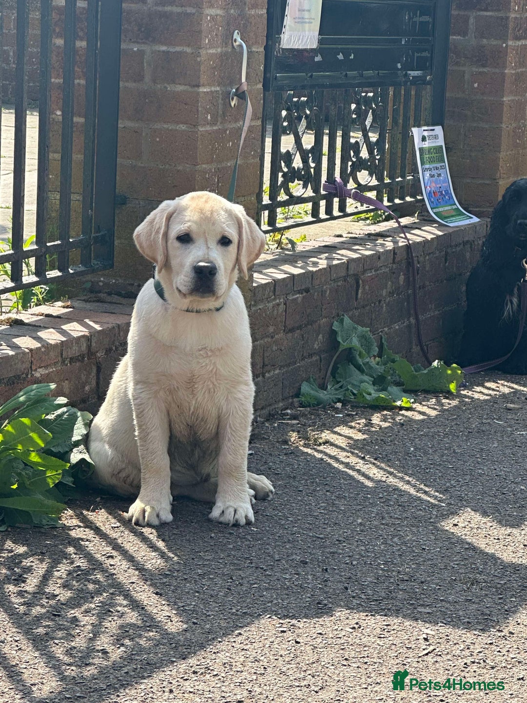 Labrador Retriever dogs for sale: Fantastic male yellow Labrador  - Image 2