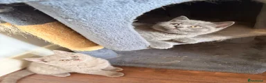 British Shorthair 5