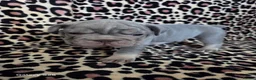 French Bulldog dogs for sale: Micro french bulldog puppies  - Advert 9