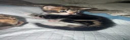 Mixed Breed cats for sale:  Kittens Looking for Loving Homes  - Advert 18