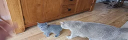 British Shorthair cats for sale: British shorthair kittens are ready for 5* homes  - Advert 3