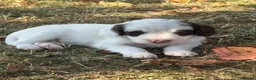 Cockapoo dogs for sale: F1 Cockapoos Full DNA 5⭐️ Licensed Breeder  - Advert 12