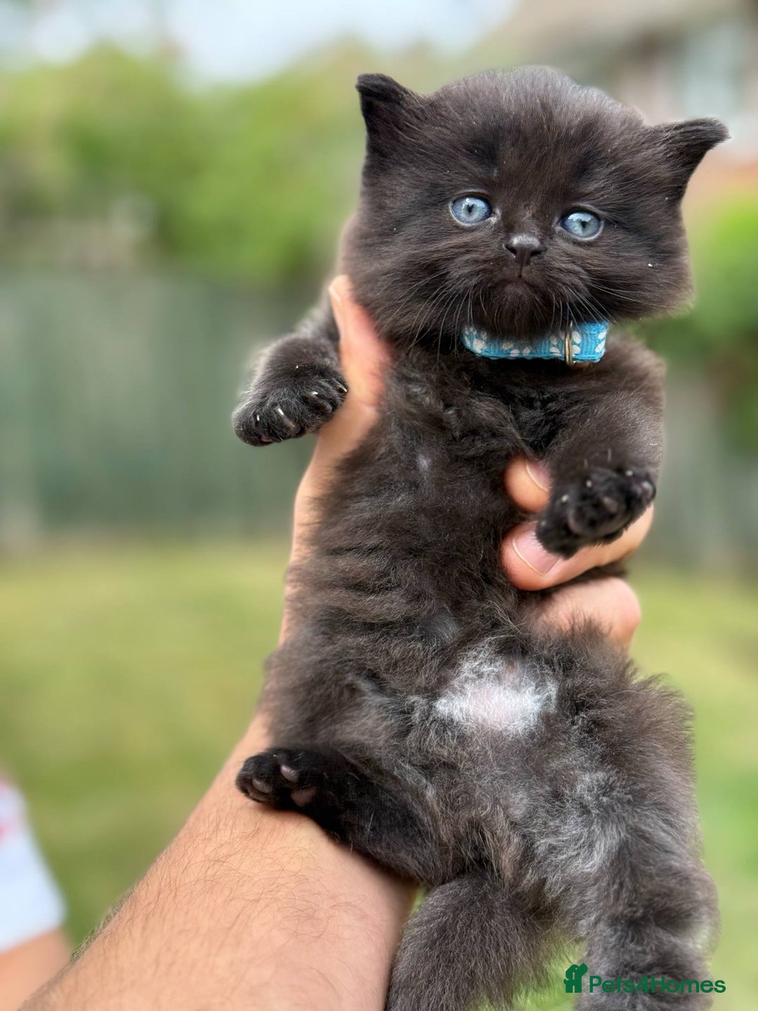 Maine Coon cats for sale: 13week-old fluffy black kitten/part Maine Coon - Image 1