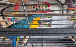 Macaws birds for sale: Blue & Gold Male Macaw - Image 5