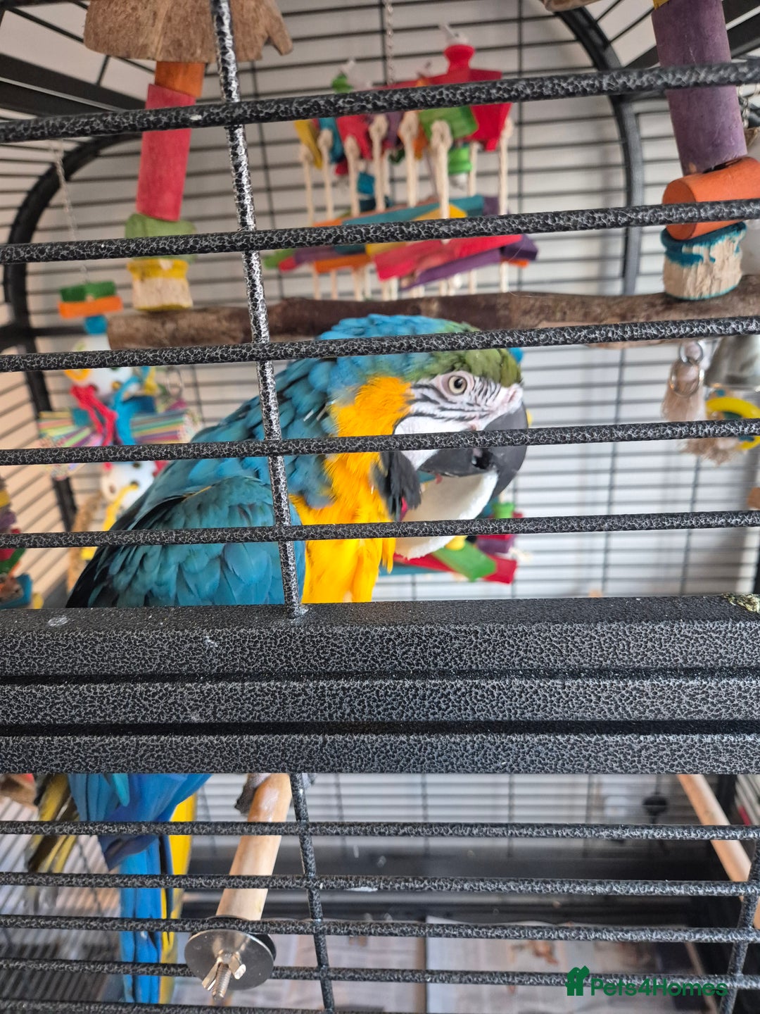 Macaws birds for sale: Blue & Gold Male Macaw - Image 5