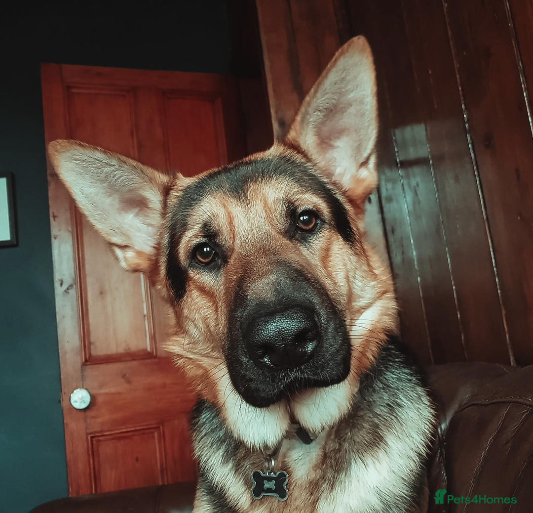 German Shepherd dogs for sale: German Shepherd for rehoming - Image 5