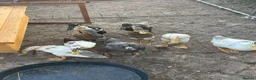 Ducks poultry for sale: Mixed Runner Duck Flock (9 Birds) - Advert 4