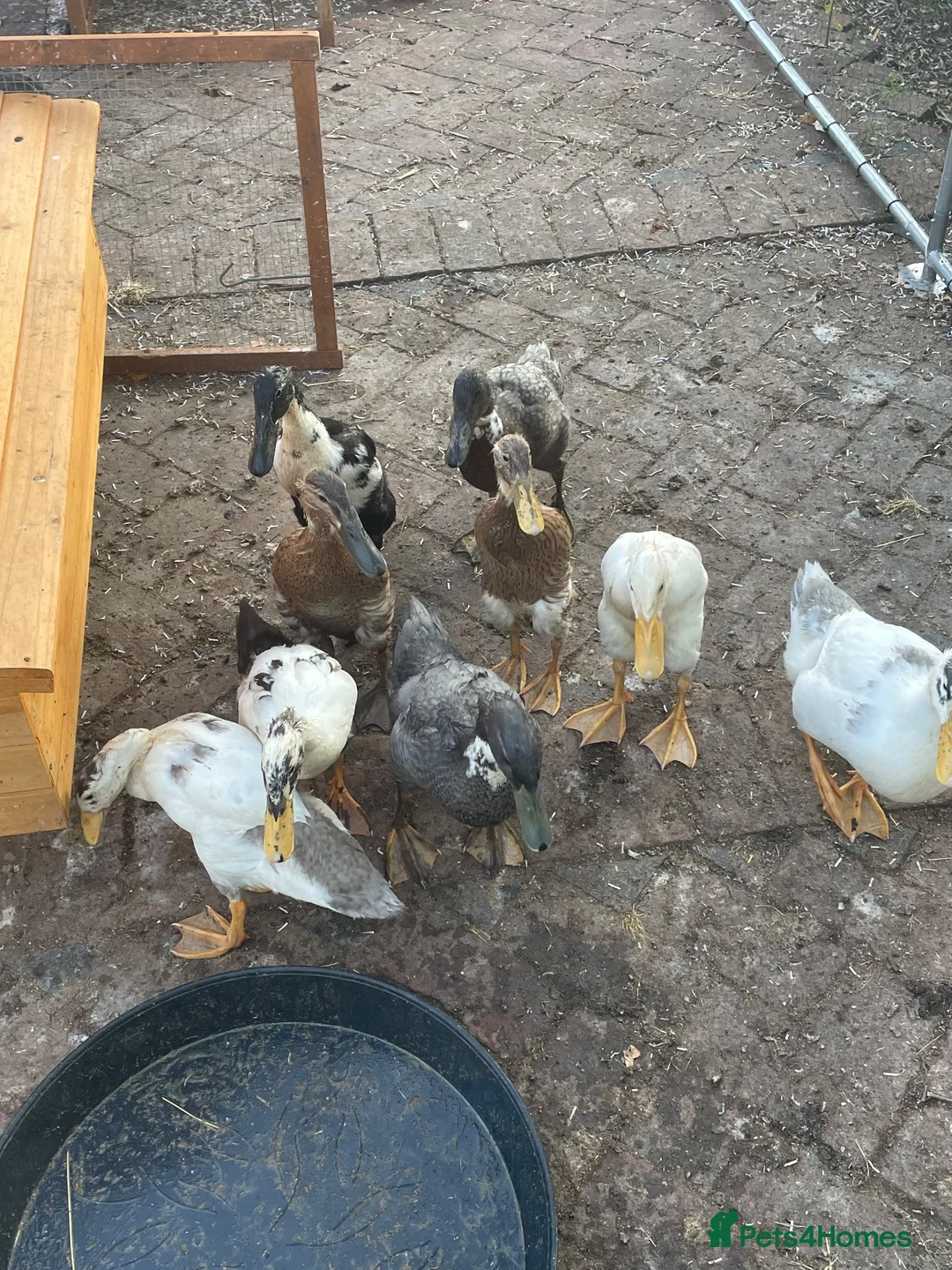 Ducks poultry for sale: Mixed Runner Duck Flock (9 Birds) - Advert 4