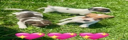 Jack Russell dogs for sale: Beautiful Jack Russell Pups Ready for Forever Home - Advert 15