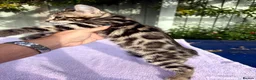 Keetso cats for sale: Superb polydactyl curled eared Keetso kittens.  - Advert 37