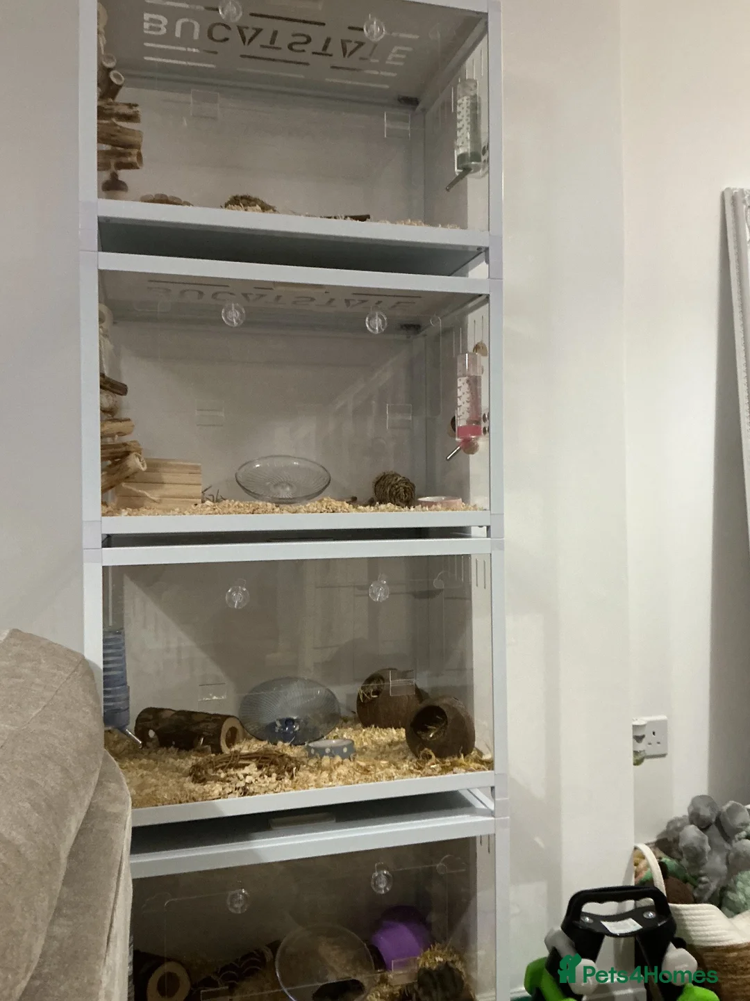 Hamster rodents for sale: Hamsters and setups  - Advert 3