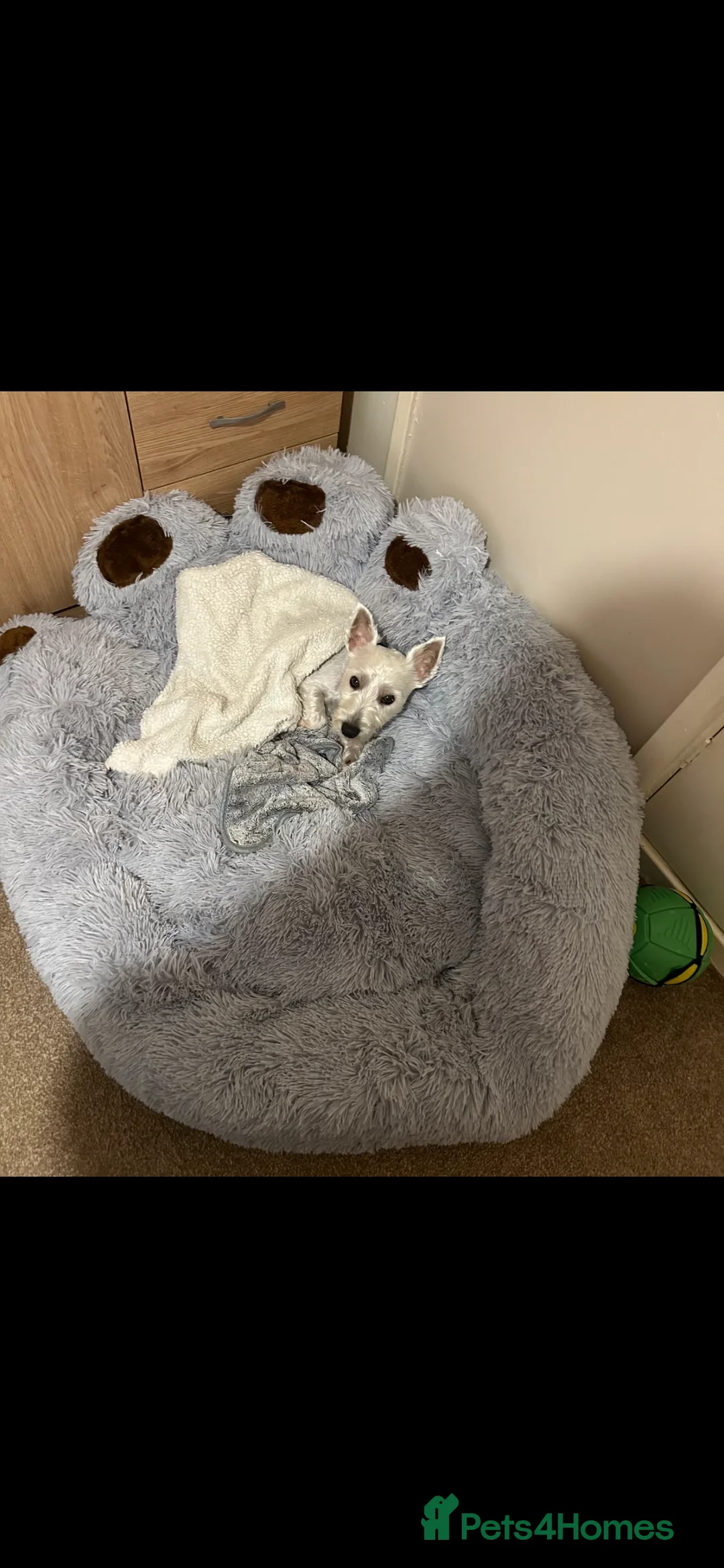 Mixed Breed dogs for stud: West highland terrier/Bichon frise stud. in Swansea - Advert 7