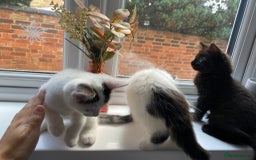 Mixed Breed cats for sale: 2 kittens  - Image 5