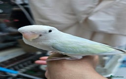 Lovebirds birds for sale: Extremely tamed lovebird  - Image 3