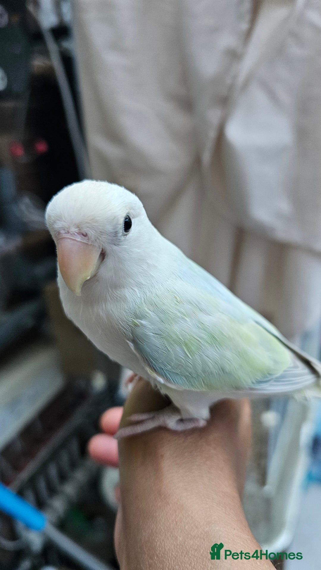 Lovebirds birds for sale: Extremely tamed lovebird  - Image 3