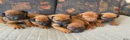 Rhodesian Ridgeback dogs for sale: KC reg Ridgeback puppies - Advert 2