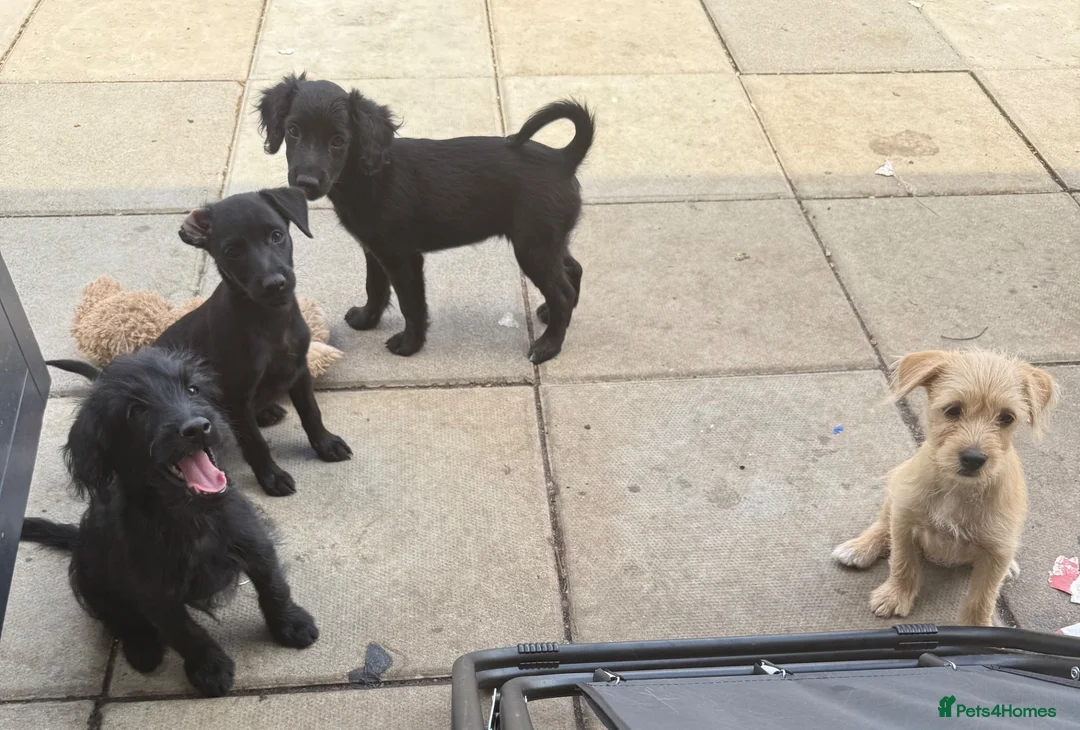 Mixed Breed dogs for sale: Beautiful Crossbreed Puppies Ready For New Home - Advert 30