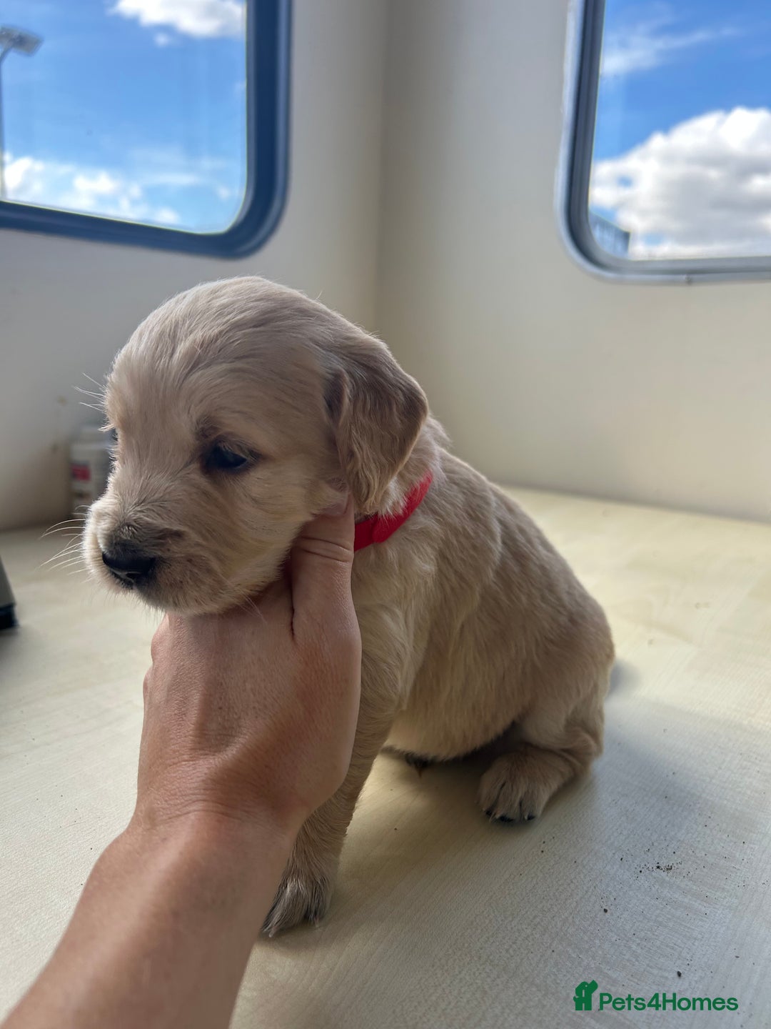 Golden Retriever dogs for sale: Gorgeous golden retriever puppies for sale - Image 13