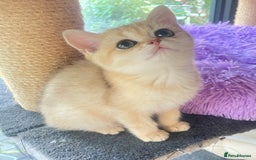British Shorthair cats for sale: Pure breed British shorthair blue &  golden kitten - Image 17