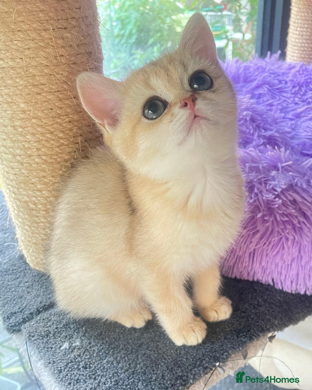 British Shorthair cats for sale: Pure breed British shorthair blue &  golden kitten - Image 17