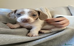 Miniature Dachshund dogs for sale: Long/short hair miniature dashound  - Image 1