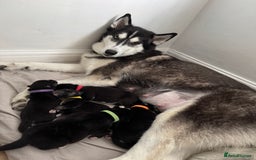Siberian Husky dogs for sale: Beautiful Chunky Siberian Husky Puppies  - Image 9
