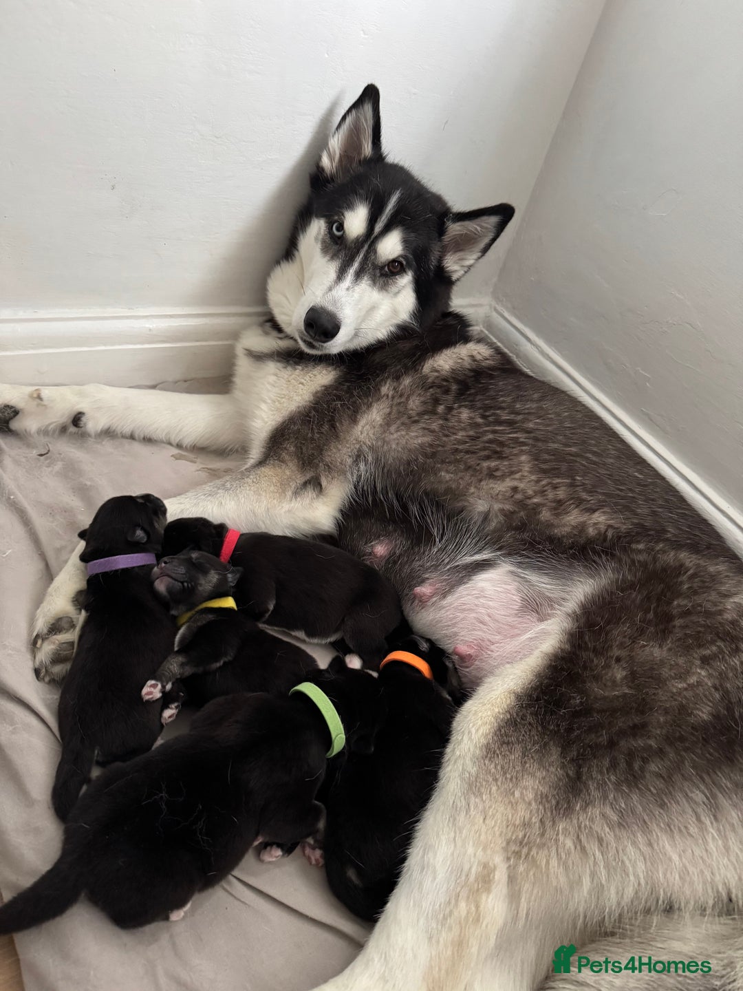Siberian Husky dogs for sale: Beautiful Chunky Siberian Husky Puppies  - Image 9