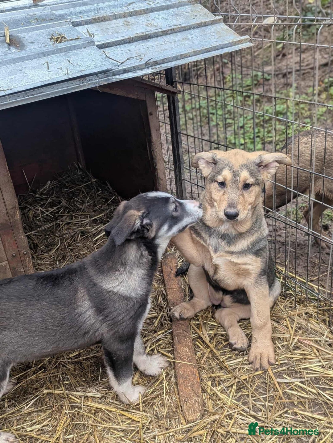 Mixed Breed dogs for adoption: Flower 💛 - Advert 6