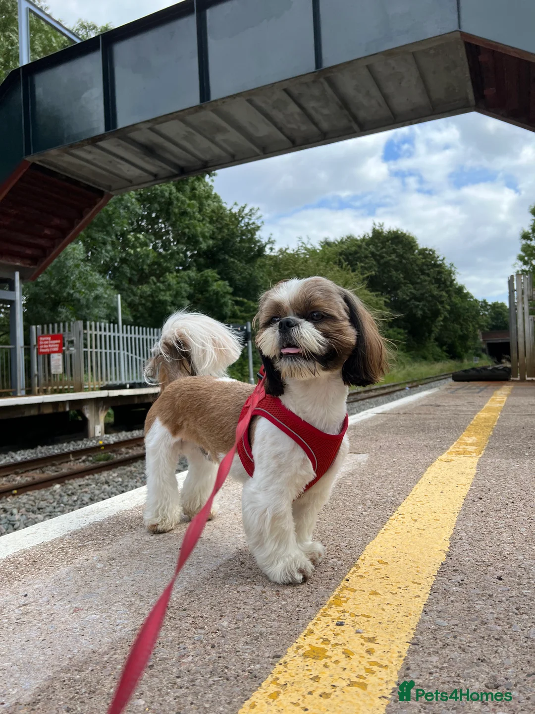 Shih Tzu dogs for stud: Benji - Proven Pedigree Shih Tzu for Stud in London - Advert 2