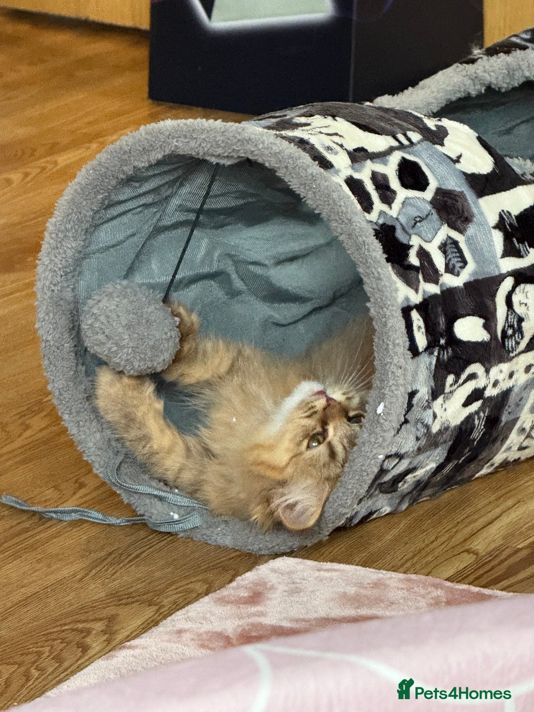 British Longhair cats for sale: Two gorgeous purebred sisters - Advert 4