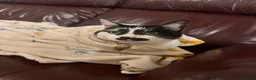 Mixed Breed cats for sale: Looking to re-home our cat in London - Advert 2